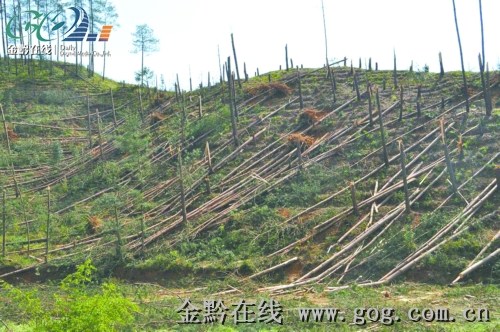 新城子区马刚林场天气预报更新通知