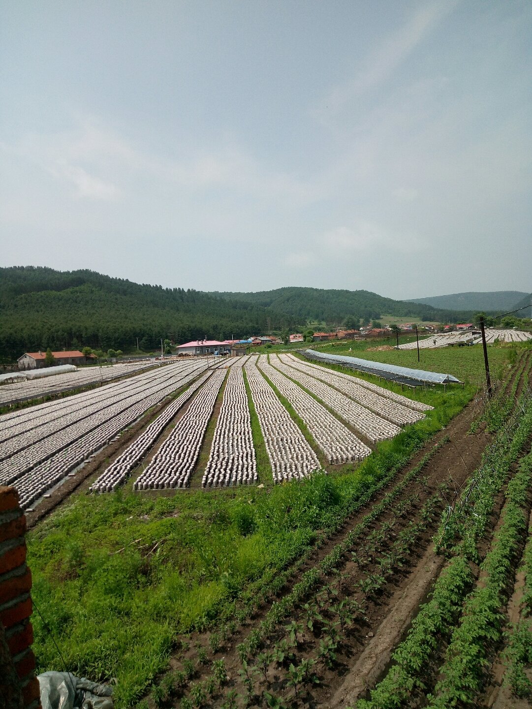 红光垦殖场天气预报详解