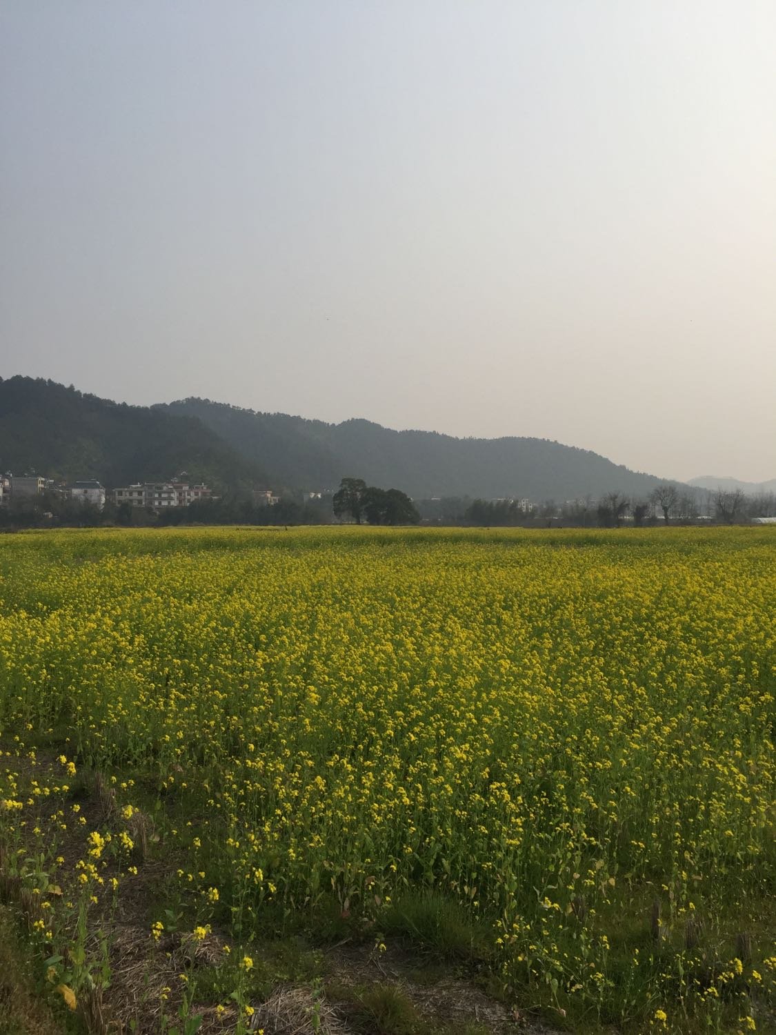 遂川街道最新天气预报及其影响