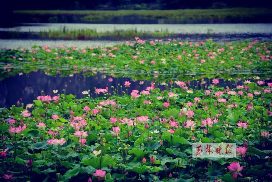 陆川县民政局发展规划，构建和谐社会，开启服务民生新篇章