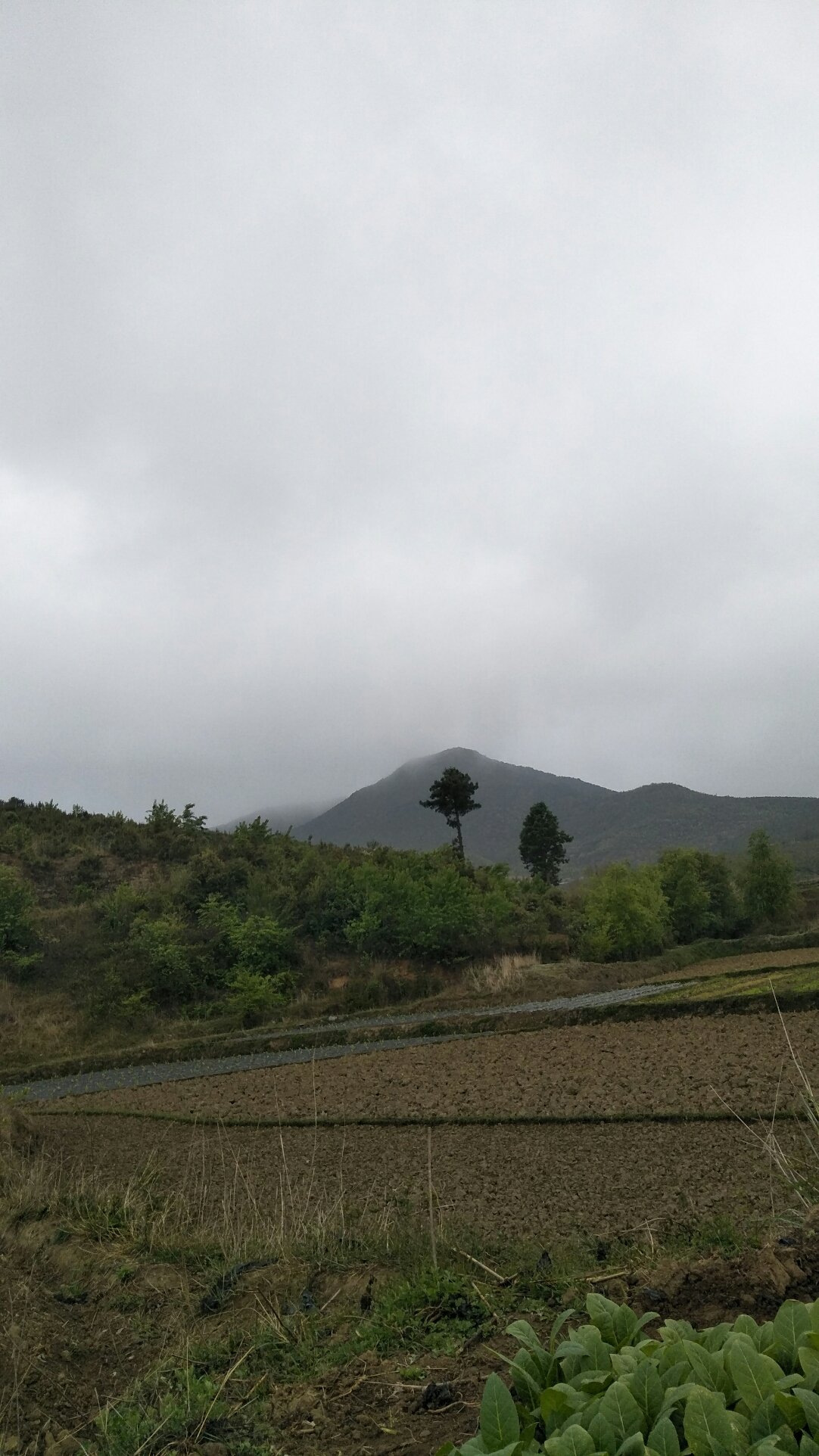 顺河乡天气预报更新通知